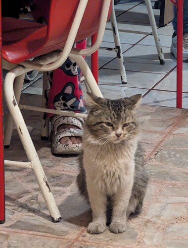 kitty
