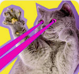 cats with lasers