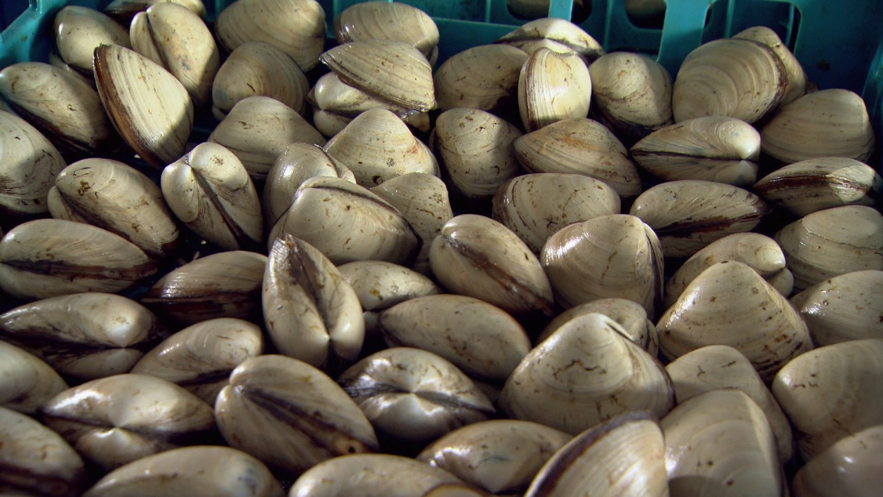 Cloudy Bay Clams
